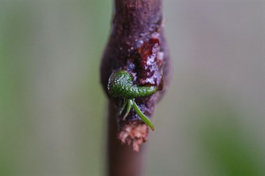 Young Mistletoe 