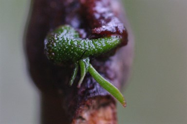 Young Mistletoe