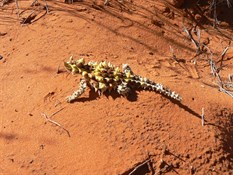 Thorny Devil