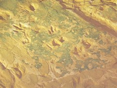 Lark Quarry Dinosaur Footprints