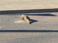 Bungarra waltzing down main street Winton