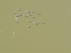 Pelicans over Lake Eyre