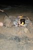 Toasting Marshmallows