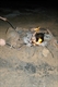 Toasting Marshmallows