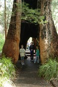 Giant Tingle Trees on the Ancient Walkway