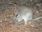 Rufous Bettong