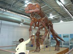 Muttaburrasaurus Skeleton