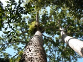 Kauri Pines at Lake Barrine