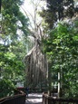 Curtain Fig Tree