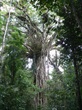 Cathedral Fig Tree