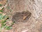 Cane Toad