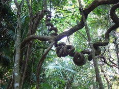Interesting Vines