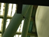 Golden Orb Spider