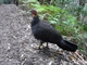 Brush Turkey