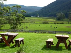 Pyengana pastures - greener than Ireland