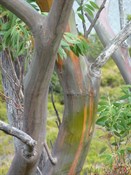 Eucalyptus colourfulus