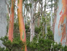Beautiful - Salmon Gums?