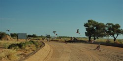 flock of galahs flies across the track