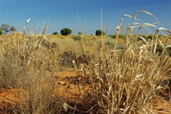 a closer look at vegetation along the track