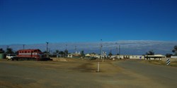 Marree