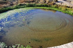 mound springs...fascinating and worth a look