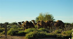 camels at Coward springs