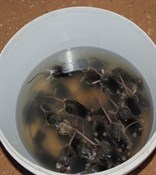 41 dead mice overnight in the bucket at william creek