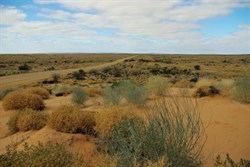 red sand dunes and vegetation - stunning