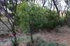 Small Quandong Bush, with host plant alongside