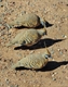 trio of spinifex pidgeons
