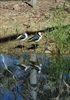 black and white birds