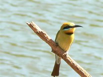 Rainbow Bee-eater