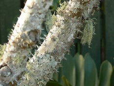 Madagascar palm