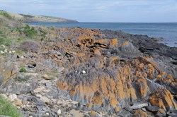 Penneshaw Coastline