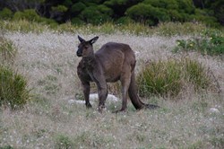Kangaroo Island Kangaroo