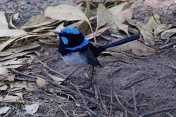 Blue Wrens were common across the Island