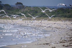 Terns at Antechamber Bay