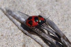 Small bug at Antechamber Bay