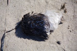Remains of dead Penguin on the beach - they realy have feathers
