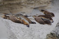 Australian Sea Lions at Seal Bay