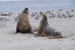 Two male Australian Sea Lions