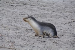 Young pup looking for mum