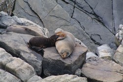 New Zealand Fur Seals at Admirals Arch