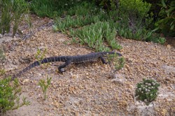 Kangaroo Island Heath Goanna