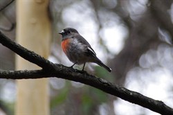 Kangaroo Island Scarlet Robin on Harveys Return Hike