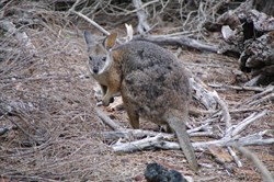 Tammar Wallaby