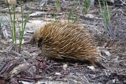 We came across many Echidna's on the Island