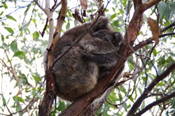 This mother and baby Koala was above our tent for 3 nights
