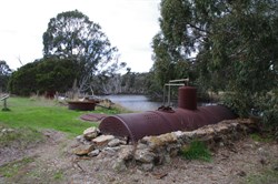 Old Eucalyptus Still at Duck Lagoon