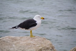 Pacific Gull at Emu Bay